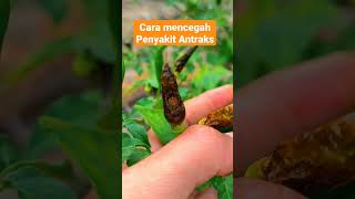 Cara Membuat Tanaman Cabe Tumbuh Sehat