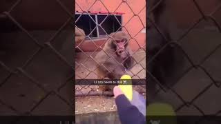 Monkey getting pissed!