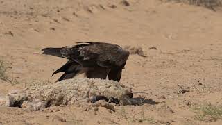 A Steppe eagle on a lamb carcass.