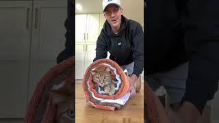 Pumpkin Spice Purrito #shorts #shortsvideo #cat