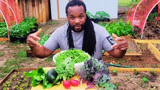 Amazing Garden Harvest in my Backyard Sustainable Gardening   at home