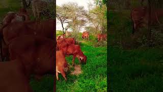 results of Kanhaiya gir Bull || top gir breeding farm in haryana