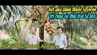 CHÚ 5 AN GIANG CHIA SẺ 70 CÂY DỪA MÃ LAI 1 THÁNG BÁN BAO NHIÊU TIỀN QUA KẾT QUẢ PHUN THUỐC RỤNG TRÁI