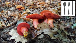 Maślaczek rubinowy (Rubinoboletus rubinus) Śląsk