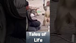 Machette whielding Baboon on Rampage