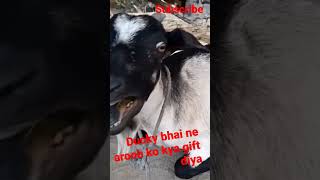 Ducky Bhai vlogs | Aroob Jatoi | Muneeb Bhai | #duckybhai #duckyextra #duckybhaivlogs #ducky