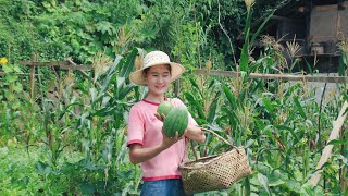 The Watermelon We Planted Is...Not Ripe Yet 🍉 What We Eat in Summer | Couple's Pastoral Life