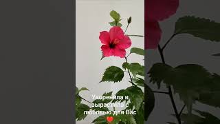 Укоренила и вырастила с любовью для Вас ❤️ Гибискусы в горшочках 🌺 Подробнее в комментариях 🪴