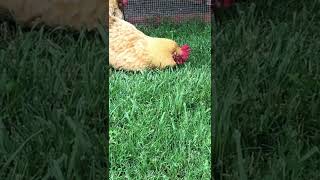 Rooster falling asleep