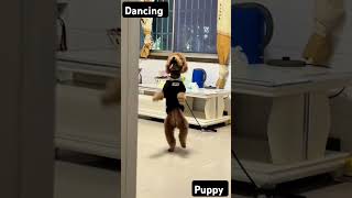 Dancing puppy ❤️❤️ #shorts #funny #trending #youtubeshorts #europe #srilanka