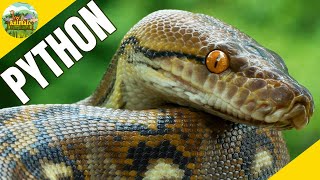 5 Amazing Facts About Python Snakes | Snake Facts