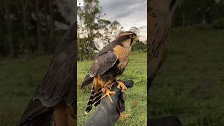 Falcon Hunting Birds #birds #falcon #wildlife #shorts #animals