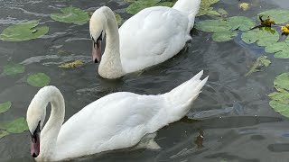 Swans are truly wonderful kind of wildlife