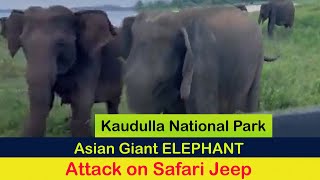 Angry Elephant Attack on Safari Jeep - Kaudulla Sri Lanka