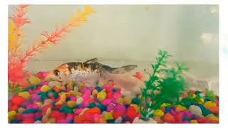 Aquarium fish- koi carp and tin foil barb    #koicarpfish#tinfoilbarb #fish @sonalitayade9672