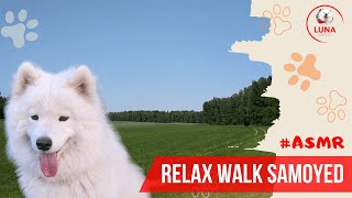 Прогулка самоеда Луны в красивом месте! #samoyed #asmr #samoyeddog