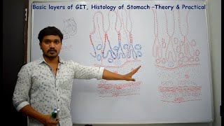 Basic layers of Gastro Intestinal Tract (GIT)& Histology of stomach (Theory&Practical) for beginners