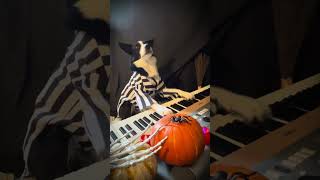 Dog Plays Synthesizer - 1532420-2