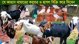 যে কারনে খামারের কবুতর ও ছাগল বিক্রি করে দিবেন goat farm