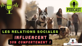 Influence de la sociabilisation sur le comportement canin (Partie 2)