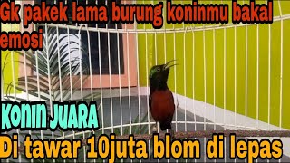 Konin gacor sang juara full isian mewah cocok buat masteran/suara pikat