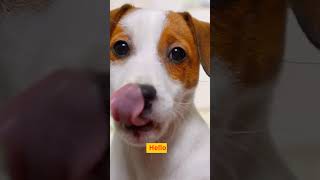 Fun Facts 3 Puppies Saying Hello To You #shorts #puppy