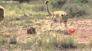 Man Versus Lion Freestyle Soccer