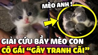 Cô gái nhặt được BẦY MÈO CON bị người chủ bỏ vào túi rác và câu chuyện TRANH CÃI phía sau 😥 Gâu Đần