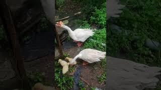 baby goose with mom #shortvideo