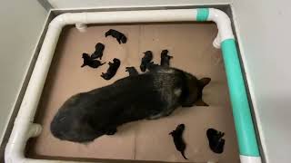 10 newborn puppies | one day old puppies | German shepherd puppies |