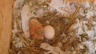 Dove hatchling at 1 day old.