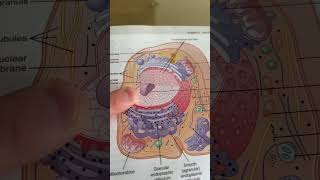 Physiology quiz #24 - cell structures | StudyThis!