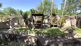 Audubon Zoo. New Orleans.  Baboons.