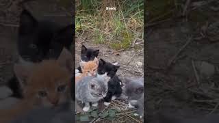 Kittens mom😰 died😭😭😭😭😭#sad  #instagood #shorts