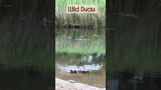 Wild Ducks in the lake | Sydney | Australia #australia #sydney #duck #travelvlog  #ducks #bulu_Vaiya