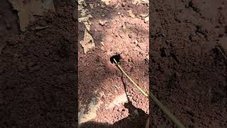 Survival skills venomous ants battle cricket insect is so cool #shorts