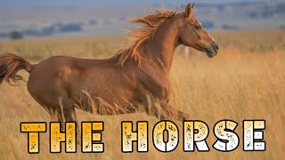 THE HORSE ABILITY SKILLS LIFESTYLE FAMILY FOOD SCIENTIFIC KNOWLEDGE