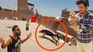 Sasha Ne Attack Kardea😰| German Shepherd Attacked 😩