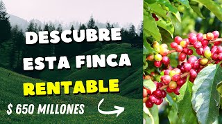 VENTA DE FINCA CAFETERA EN ACEBEDO HUILA