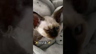 Cat winking #cat #funny #catvideos