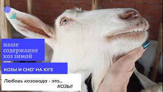 Козы и снег на юге.Зимнее содержание коз.Наши козлы и козочки сегодня. Любовь козовода - это...КОЗЫ!