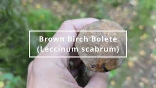 Brown birch bolete - Foraging mushrooms UK (Leccinum scabrum)