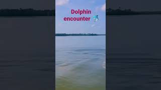 Dolphin Encounter in New Smyrna Beach #shorts