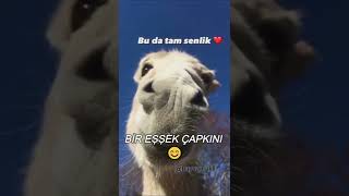 BİR EŞŞEK ÇAPKINI 😊