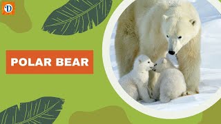 POLAR BEAR | The Magnificent Arctic Predator