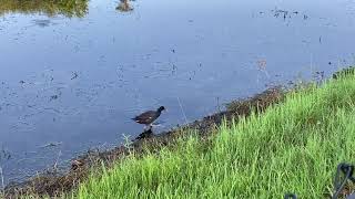 Big Gator/ Wildlife 🦆🐊