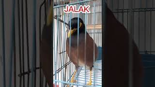 JALAK #short