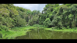 Hotel Gamboa Rainforest Resort, Panama ! Amazing movie : hotel, buffet, animals,...By lucien D. !