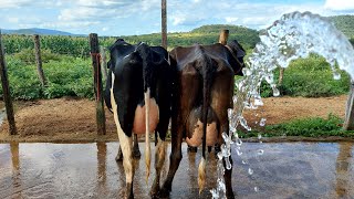 Preparando vacas para o torneio leiteiro da minha cidade #01 🐄🚀🌍🙌 #fazenda  #leite #pecuaria