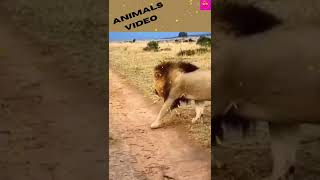 Lion  video # lion video for kids# short#